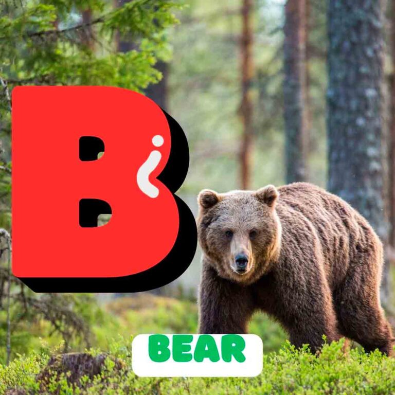 Phonics B