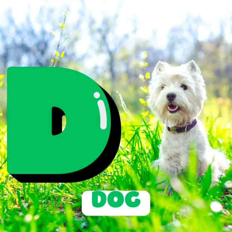 Phonics D