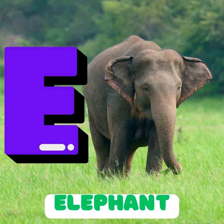 Phonics E