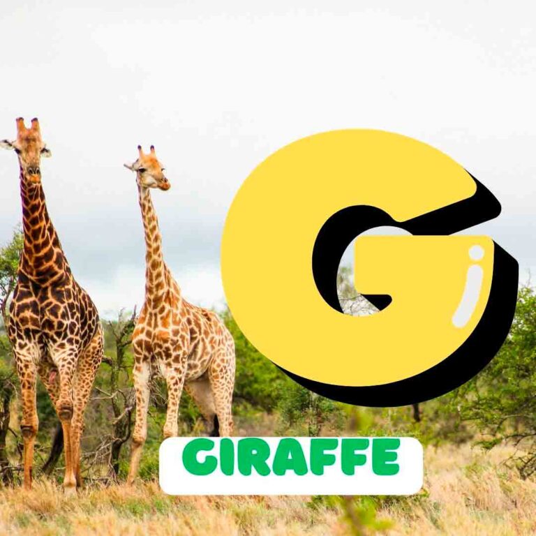 Phonics G