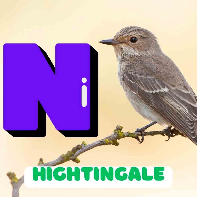 Phonics N