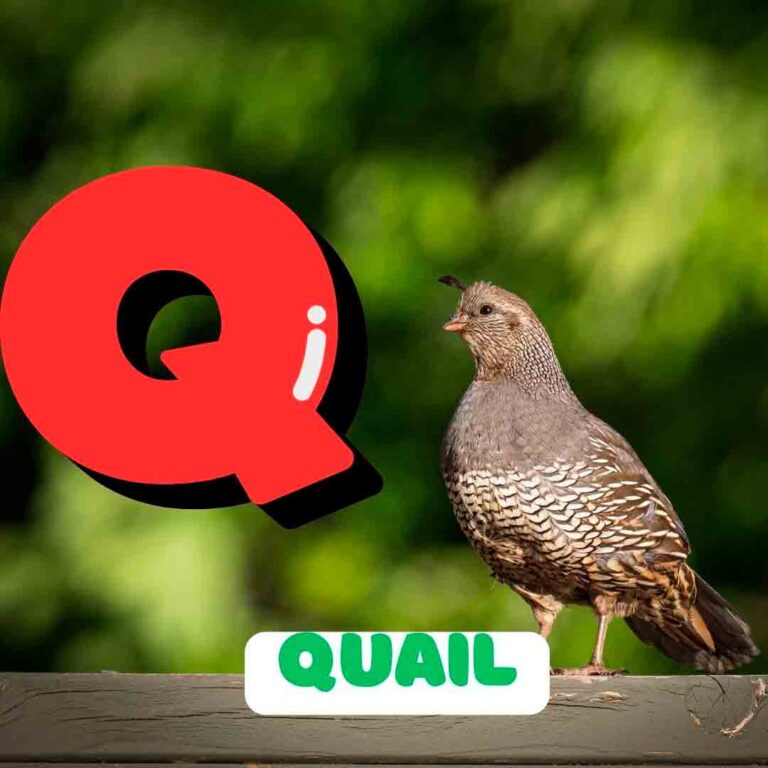 Phonics Q
