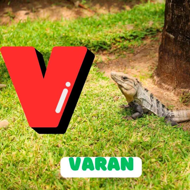 Phonics V