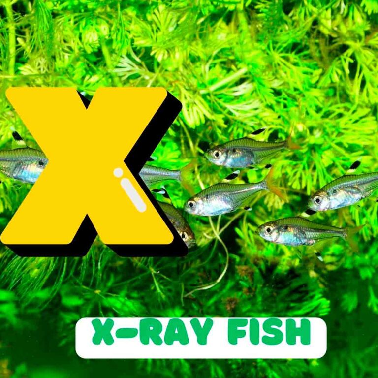 Phonics X