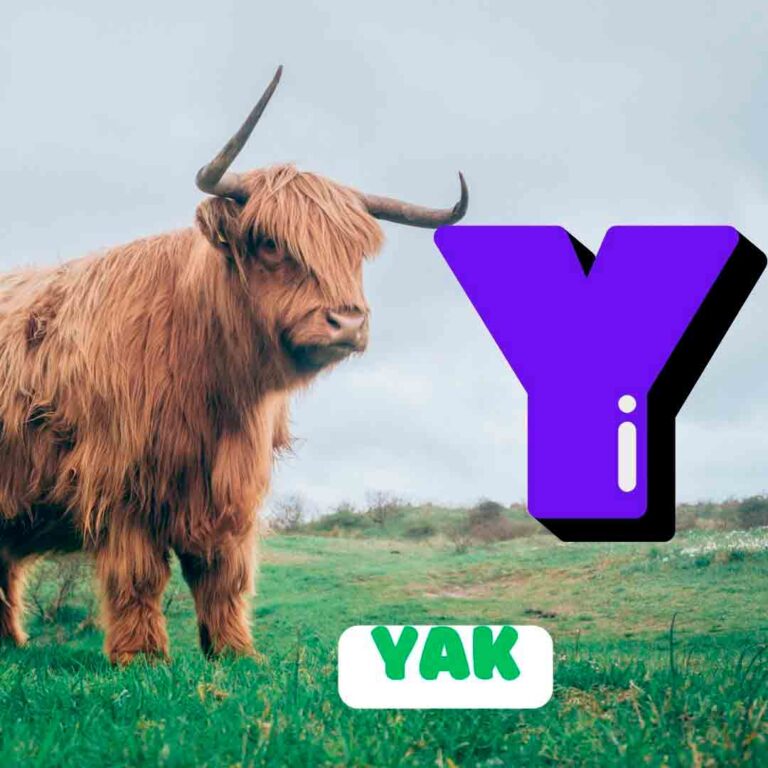 Phonics Y