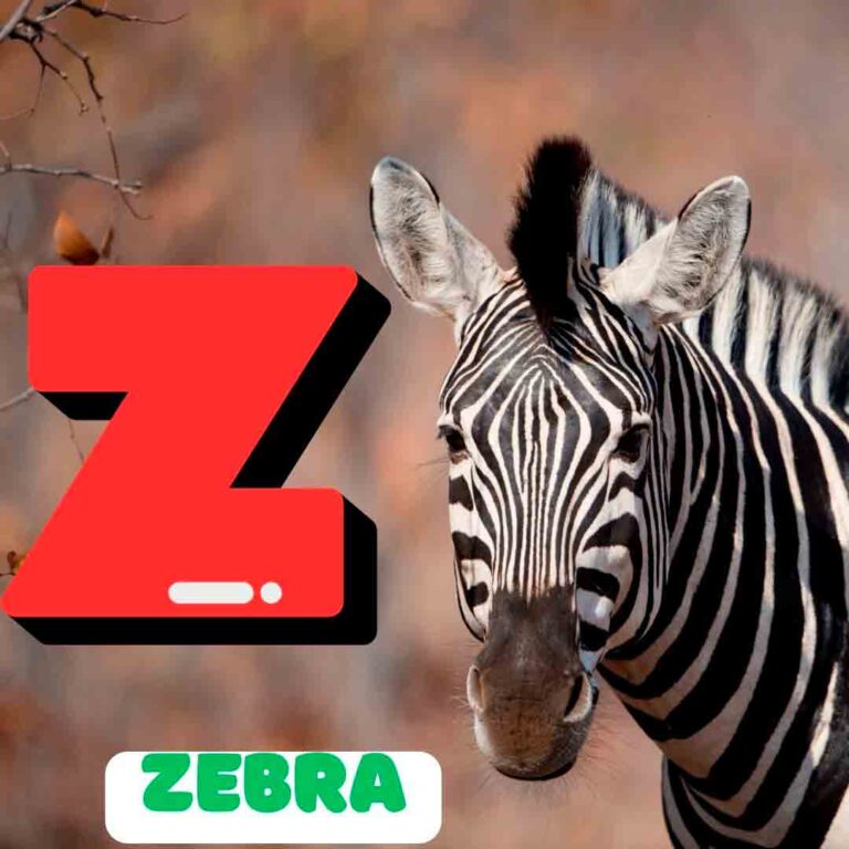 Phonics Z